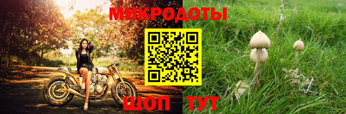 Галлюциногенные грибы Psilocybine cubensis Ессентуки