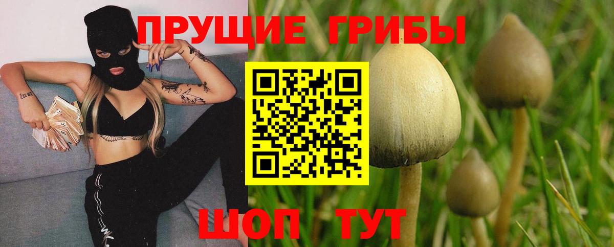 где можно купить наркотик  Галлюциногенные грибы прущие грибы  Вход с VPN  Ессентуки  Псилоцибиновые грибы Psilocybine cubensis 